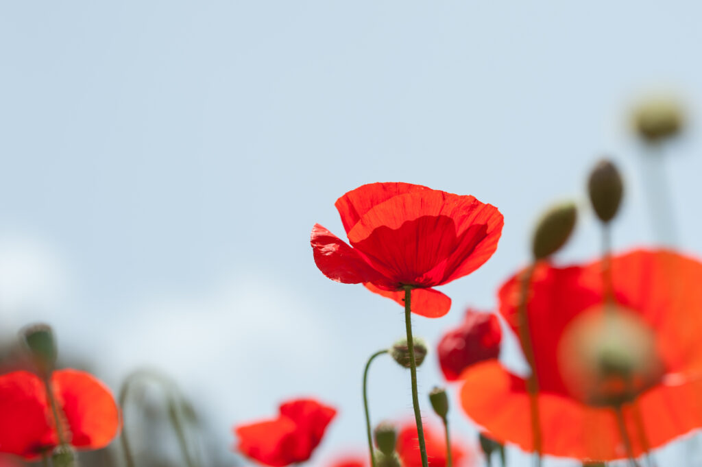 Red poppies close up with a blue sky in the background.