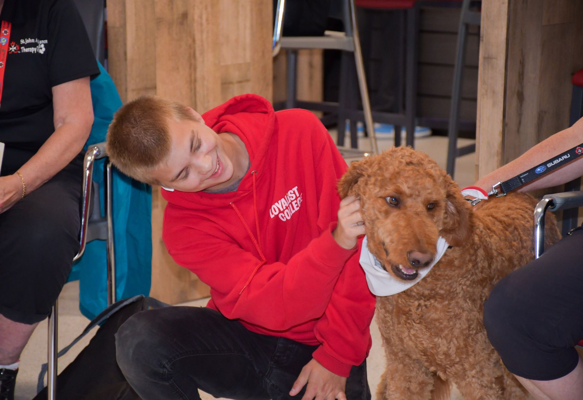 A joyful young man in a red 'Loyalist College' hoodie kneels on the floor, gently petting a brown poodle therapy dog. He is smiling broadly as he interacts with the dog, which is wearing a white bandana. A woman in a black 'St. John Ambulance Therapy Dogs' shirt is seated nearby, partially visible, supervising the interaction. The setting appears to be a casual indoor area with wooden furnishings.