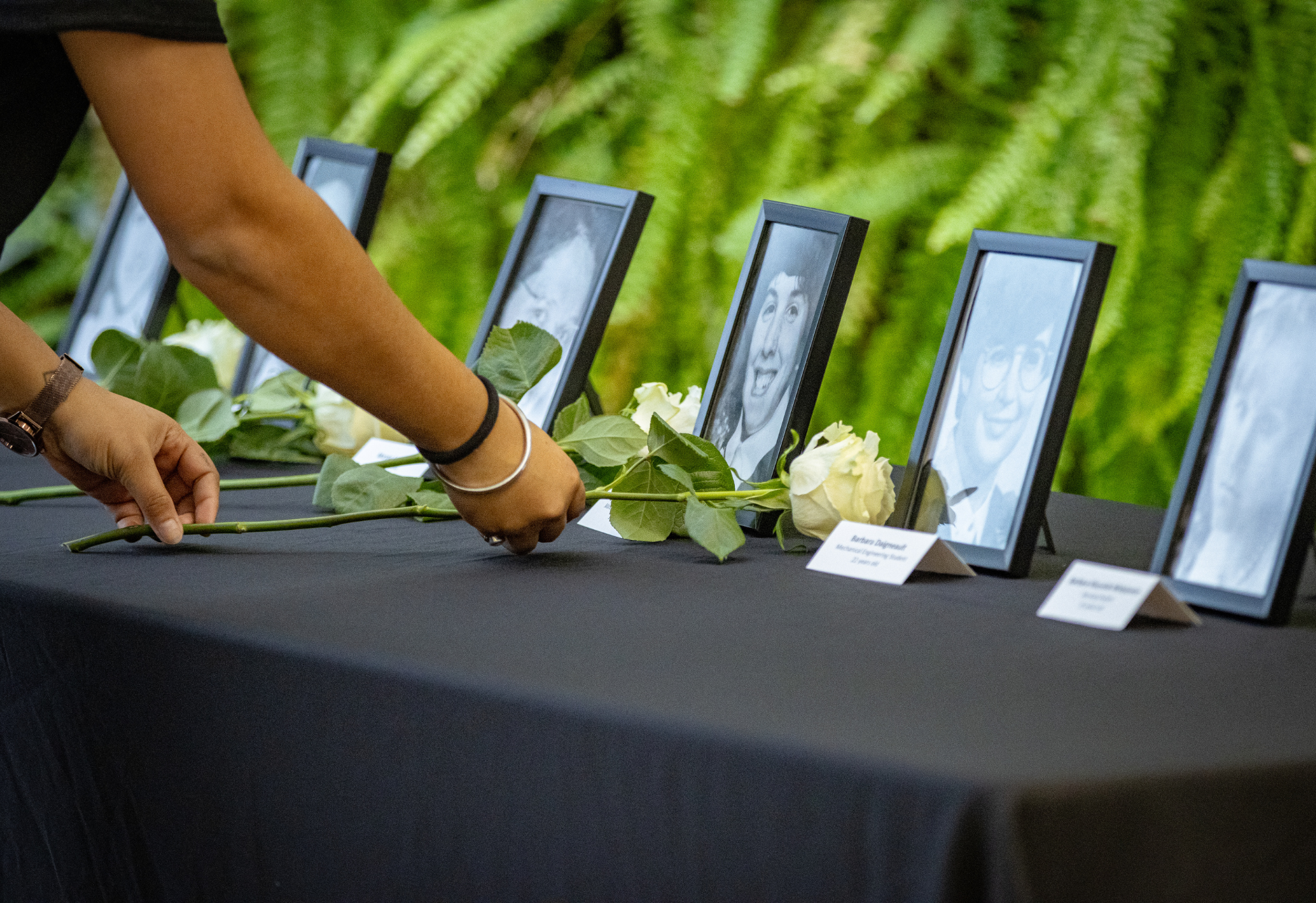 A person places a white rose in front of framed memorial photos arranged on a black table.